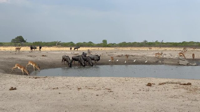 Blue wildebeests and impalas around manmade water hole in Chobe National Park. Botswana.