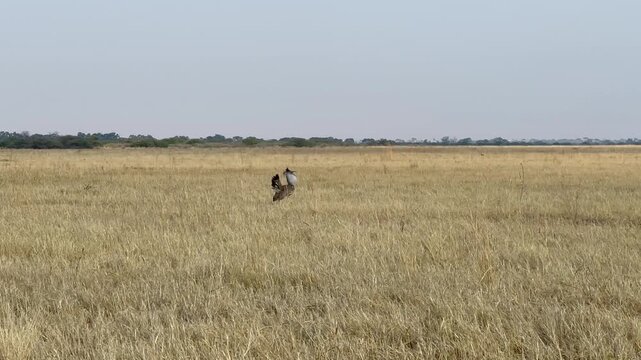 Male Kori bustard (Ardeotis kori) looking for female in savanna in Savuti (Savute) region of the Chobe National Park, Botswana.
