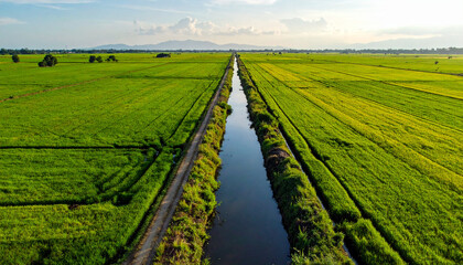 Naklejka premium Aerial view of vibrant green agricultural fields with water channel daytime
