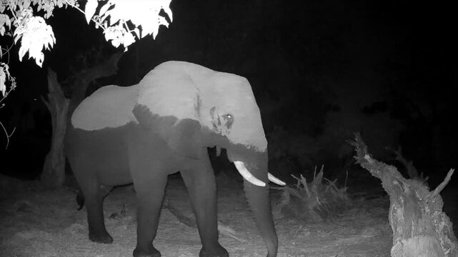 Night shot of African bush elephant (Loxodonta africana) coming to eat tree bark in Okavango delta, Botswana.