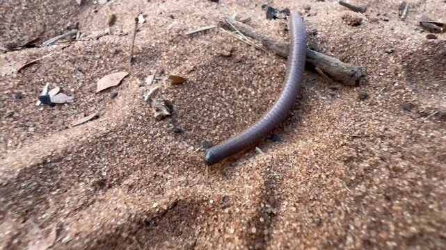 Giant African millipede (Archispirostreptus gigas) moving on the sand in Chobe National Park, Botswana.