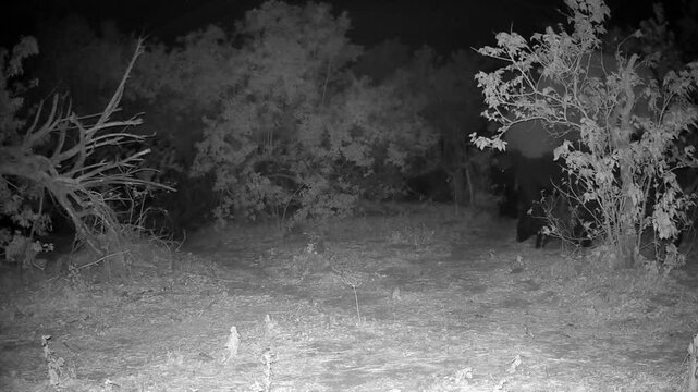 Night shot of African bush elephants (Loxodonta africana) coming from the river half wet in Okavango delta, Botswana.