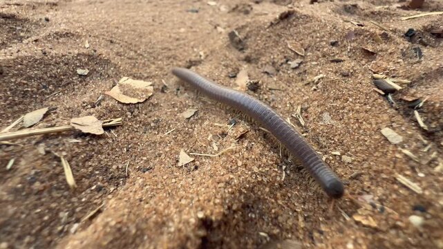 Giant African millipede (Archispirostreptus gigas) moving on the sand in Chobe National Park,.Botswana.