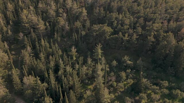 Aerial view of Ymittos mountain's lush forest in Greece during daylight