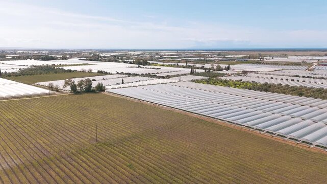 Vast strawberry fields under sunlight, rows of crops in open landscape