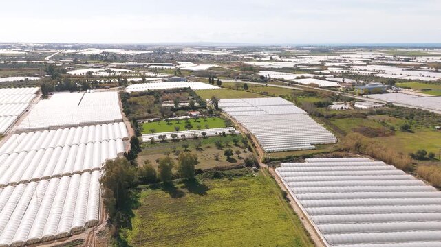 Aerial shot of vast strawberry fields under bright sky, evokes serenity