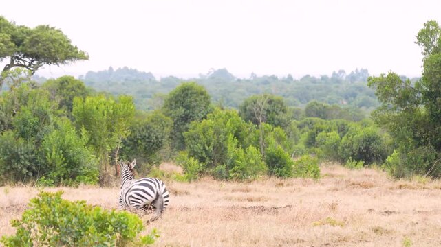 Group of plains zebras running and playing together across the open savannah grassland in Kenya wildlife habitat