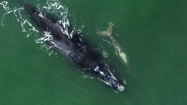 Bowhead whale family swimming together in calm blue ocean water, Aerial view of pod of bowhead whale spouting. Whale watching of migrate Baleen whales in Shantar islands, South Africa. Mother and calf
