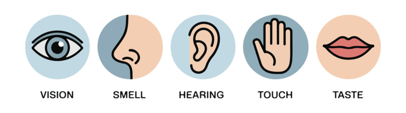 Five senses icons including vision smell hearing touch and taste with colored circles and labels
