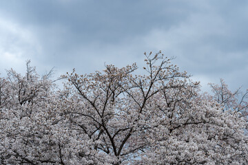 Fototapeta premium 桜咲く