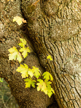 Canada, BC, Saltspring Island.  Close-up of gnarled bark of an old maple tree in Ruckle Provincial Park.