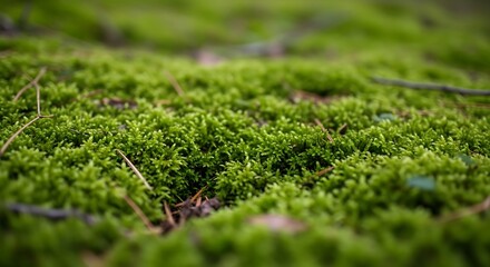 Macro view of lush green moss growing on a forest floor for natural ecology and organic environment background