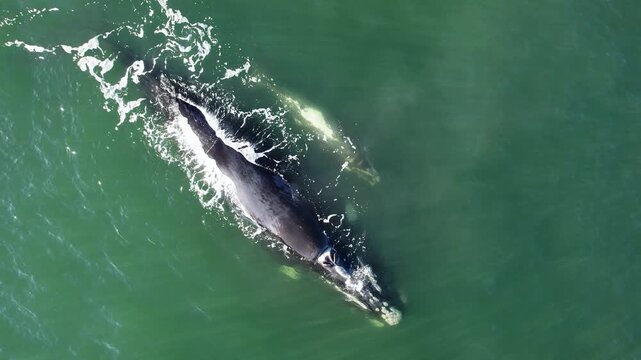 Aerial view of pod of bowhead whale spouting. Bowhead whale family swimming together in calm blue ocean water, Whale watching of migrate Baleen whales in Shantar islands, South Africa. Mother and calf