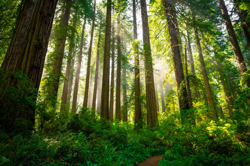 Obraz premium Afternoon Light Breaks the Redwoods Fog, Del Norte Coast Redwoods State Park, Redwoods National Park, California