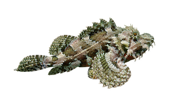 Closeup of frogfish with a camouflage body and spiky skin texture swimming on a white background