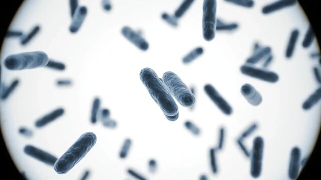 Microscopic view of rod-shaped bacteria or bacilli under a microscope, showing their movement and replication in a scientific laboratory setting.