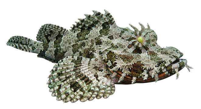 Frilled scorpionfish showcasing intricate body patterns and spiky fins