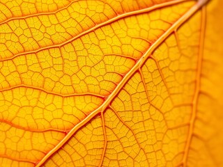 Obraz premium Golden maple leaf veins up close, showcasing intricate natural patterns, macro, detail