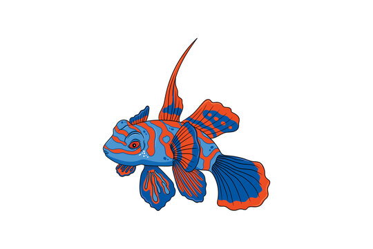 Mandarinfish illustration isolated on black background, tropical sea fish