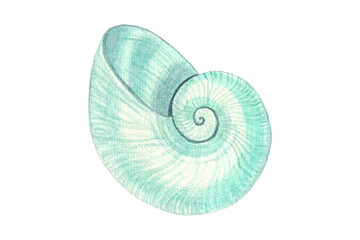 Mint green seashell watercolor illustration isolated on white background, sea snail shell  © stockpixelstudio