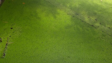 Azolla fern plant - leaf background © ELJey