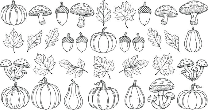 Collection of various pumpkin and squash illustrations