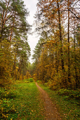 Obraz premium Forest path in autumn park with tall pine trees and golden foliage. Nature trail in seasonal woodland for outdoor activity. Scenic landscape.