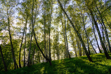 Fototapeta premium Sunlight filtering through the tall birch trees in a lush green forest, creating a serene and captivating natural landscape for nature enthusiasts.