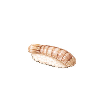 Shako Mantis Shrimp Nigiri Sushi Illustration Isolated on White Background Japanese Food