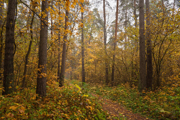 Fototapeta premium Forest path in autumn through tall pines and maple trees with golden yellow foliage. Natural beauty and tranquility perfect for background image and travel concept. Golden autumn.