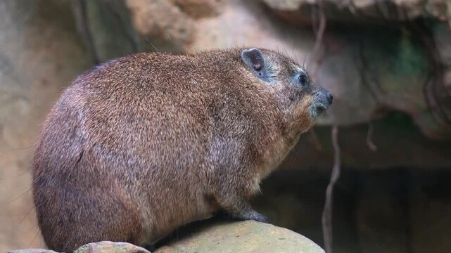Close up shot of a Rock hyrax (Procavia capensis) perches on a rock.