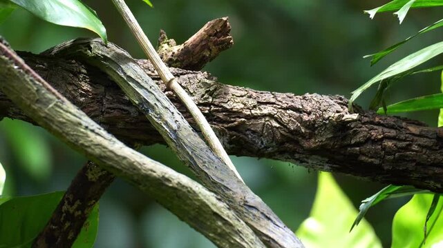 An Emperor tamarin monkey (Saguinus imperator) leaps away agilely, close up shot.