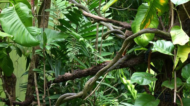 Two Emperor tamarins (Saguinus imperator) move quickly on the tree, close up shot.