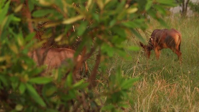 Group of topi antelopes (Damaliscus lunatus) walking through tall grass and shrubs in Akagera National Park, Rwanda. Reddish coats and ridged horns, daylight.