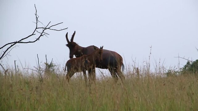 Adult topi antelope stands in tall grass behind a juvenile, silhouetted against pale sky. Savanna wildlife pair in Rwanda, daytime.​