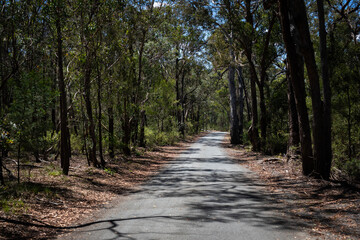 Fototapeta premium Forest Road Winding Path Sunlight Shadows