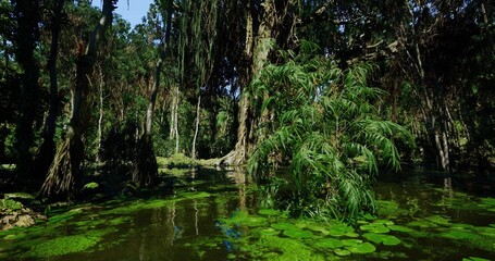 Obraz premium ancient swamp with towering trees and exposed roots, dark water accented by green growth, immersive wild atmosphere ideal for documentary, conservation