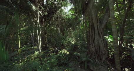 Wild trail through thick greenery, Challenging wilderness pathway lined with lush flora and unpredictable uneven surfaces for adventure enthusiasts © icetray