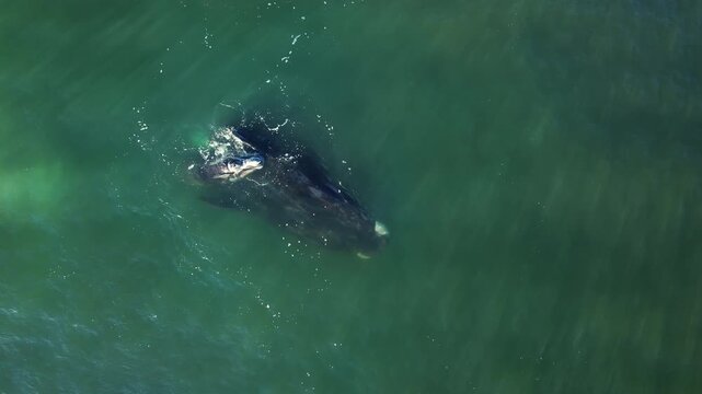 Mother cares calf. Aerial view pod of bowhead whale spouting hug play. Bowhead whale family swimming together in calm blue ocean water, Whale watching of migrate Baleen whales South Africa. Shark