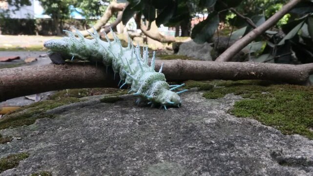 a dusty-green caterpillar with its white, waxy, fleshy spines along its back, the caterpillar of the elephant butterfly or atlas moth, with the scientific name Attacus atlas, it is in the last instar