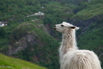 Fototapeta premium White Llama with Scenic Mountain Background in Norway