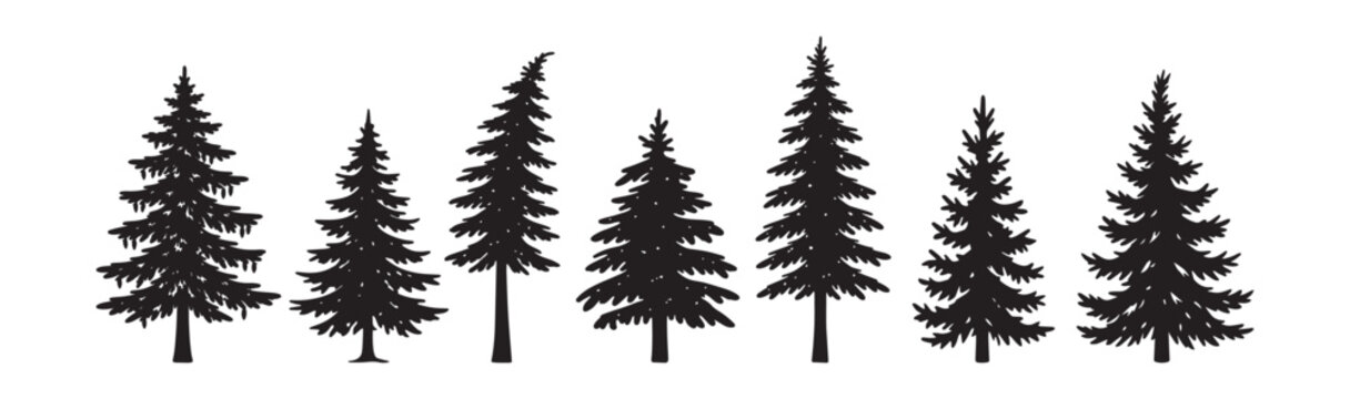 vector spruce tree silhouettes