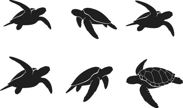 Set of Six Sea Turtle Silhouettes in Black and White Isolated on White Background for Nature Design