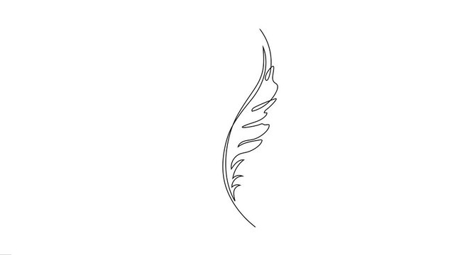 Feather Animated Continuous One Line Art Minimalist Motion Graphics. 