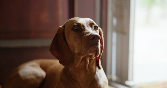 Alert, companion and relax with dog on floor in home living room for animal care or loyalty. Pet, security and waiting with Hungarian Pointer in apartment for adoption, break or protection duty