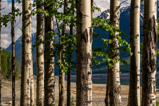 Canada, BC, Valemount.  view of the Cascade Mountains through a grove of aspen trees on the shore of Kinbasket Lake