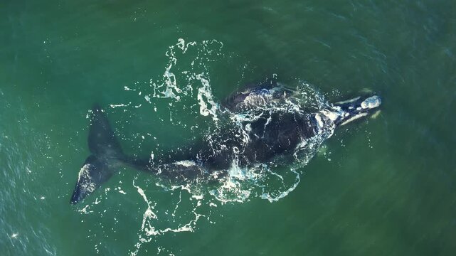 Mother cares calf. Aerial view pod of bowhead whale spouting hug play. Bowhead whale family swimming together in calm blue ocean water, Whale watching of migrate Baleen whales South Africa.