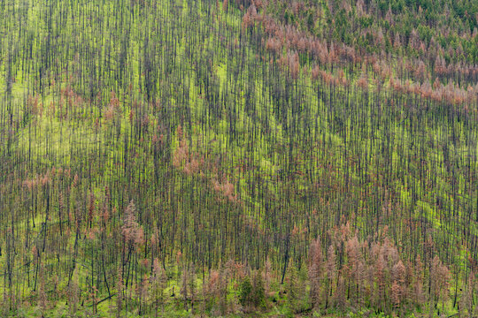 Canada, BC, Loon Lake.  Hillside of green undergrowth second spring after forest fire.