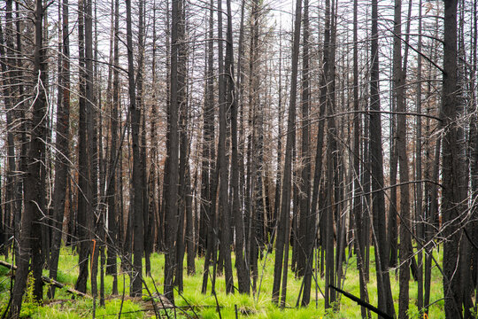 Canada, British Columbia, Clinton.  Springtime brings new growth to forest fire area near Loon Lake in the Cariboo region of BC.