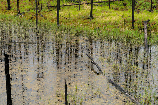 Canada, British Columbia, Clinton.  Springtime brings  rain and new growth to forest fire area near Loon Lake in the Cariboo region of BC.